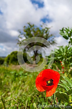 Close up of single bright red poppy during spring or summer Stock Photo