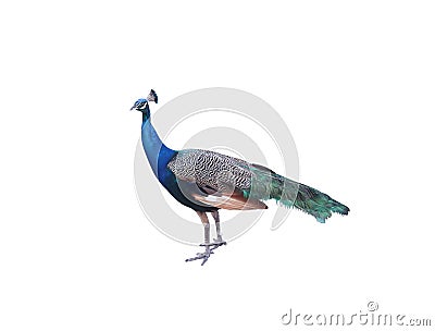 Single colorful young peacock isolated on white background Stock Photo