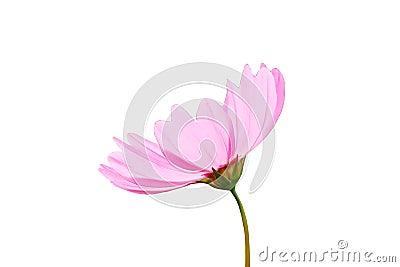 Close up, Single cosmos flower violet color flower blossom blooming isolated on white background for stock photo, houseplant, Stock Photo