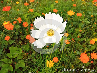 Close up, Single cosmos flower white color flower blossom blooming soft blurred background for stock photo, houseplant, spring Stock Photo