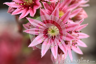 Close-up of single flower on sempervivum plant Stock Photo