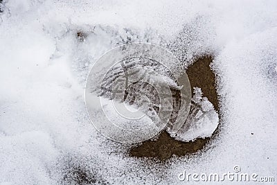 Close up of single footprint in the snow Stock Photo