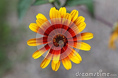 a single Heliopsis helianthoides 'BURNING HEARTS' rough oxeye, false sunflower Stock Photo
