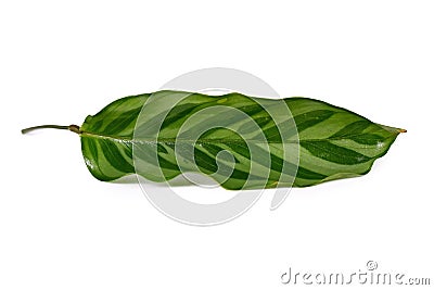 Close up of single leaf of exotic `Calathea Concinna Freddie` house plant on white background Stock Photo