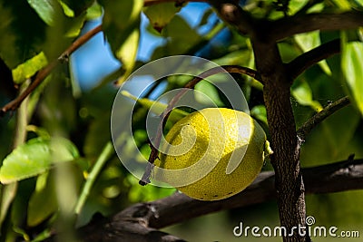 Single Garey`s Eureka lemon on a branch Stock Photo