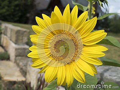 Close up of single macro perfect blooming sunflower. Helianthus flower in full bloom in a garden. shallow depth of field Stock Photo