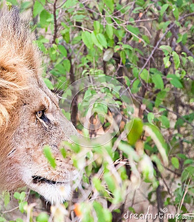 Close-up of male lion staring into bushes Stock Photo