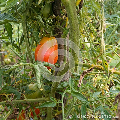 Close up of single ripening tomato on plant in garden, healthy antioxidant rich food Stock Photo