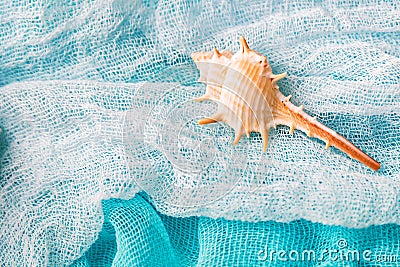 Seashell on cian cloth background close Stock Photo
