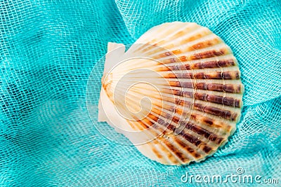 Seashell on cian cloth background close Stock Photo