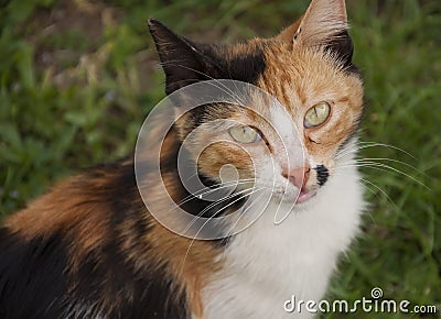 Close up of single sitting cat on the grass Stock Photo