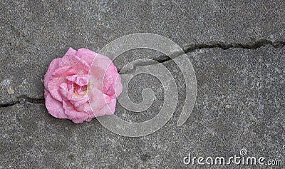 Close-up of Single softness pink rose flower against the background of an old scratched stone wall Stock Photo