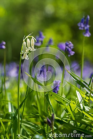 Close up of single white bluebell amidst carpet of wild bluebell flowers in Bentley Priory Nature Reserve, Stanmore Middlesex UK. Stock Photo