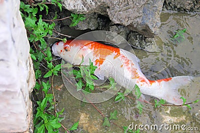 Single white with orange color fancy carps or colorful koi fish eating algae near rock in nature water pond , top view Stock Photo