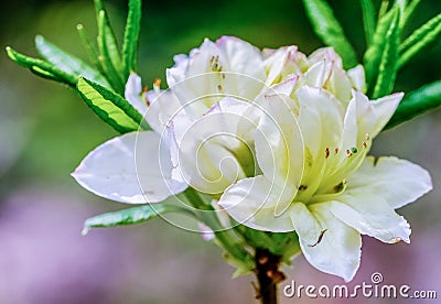 A single white rhodedendron flower in the Norfolk countryside Stock Photo