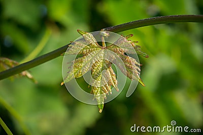 Close Up of Single Young Leaf of Grapes, in a Plantation Grape Stock Photo