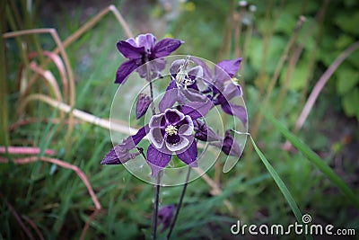 Close up of singled out purple Aquilegia flowers on blurred green grass background Stock Photo