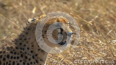 Close up of a sitting cheetah looking to the right in masai mara game reserve Stock Photo