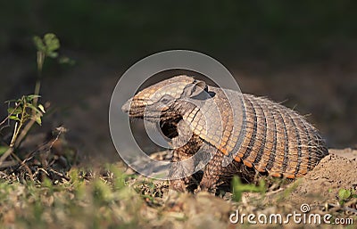 Close up of a Six-banded armadillo Stock Photo