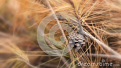 Close-up of a sizable pine cone nestled amidst tall, golden-brown grass. Stock Photo