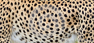 Close-up skin of a cheetah Stock Photo