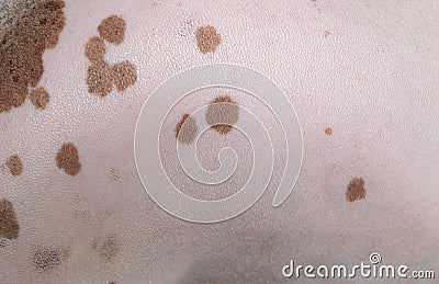 close-up on the skin of a sphynx cat Stock Photo