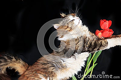 Close-up of a sleeping cat, a cat has found its home and is happy rescue animals from the street. Stock Photo