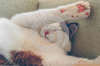 Close up of sleeping cat with his paws up Stock Photo