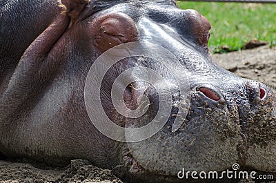 Close up of a sleeping hippopotamus Stock Photo