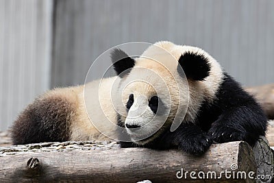 close up sleeping panda in Chengdu panda base Stock Photo