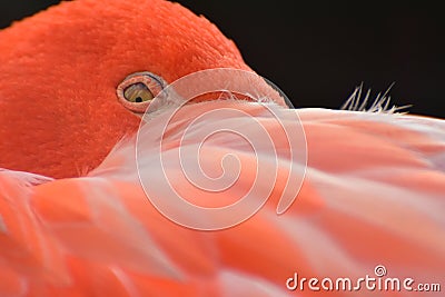 Close up of sleeping, resting flamingo, Phoenicopteriformes Stock Photo