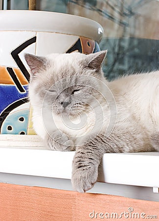 Close-up sleeping smoky cat portrait Stock Photo