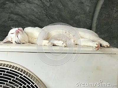 A close up of a sleepy cute white cat sleeping on an air conditioning unit Stock Photo