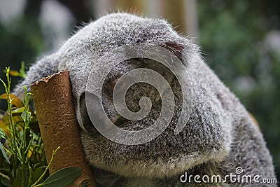 Close-up of a Sleepy Koala Stock Photo