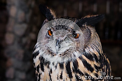 Close-up sleepy owl Stock Photo