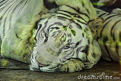 Close up of sleepy white tiger on the stone Stock Photo