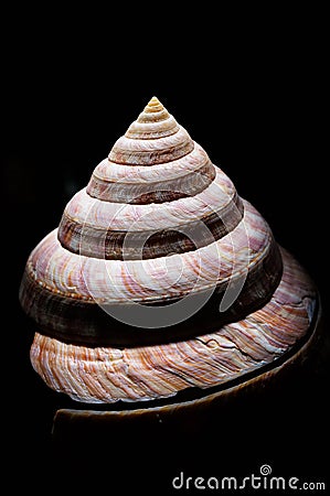 Close up of Slit Shell Stock Photo