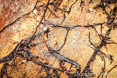 Close-up of small branches on old wood Stock Photo