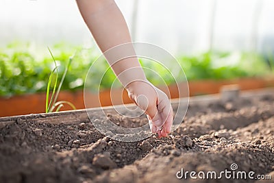 Close-up of small child`s hand planting a seed in soil Stock Photo