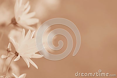 Close-up of small daisies in Peach Fuzz Stock Photo