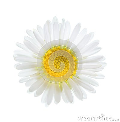 Close-up of small daisy flower Bellis Perennis isolated on white background Stock Photo