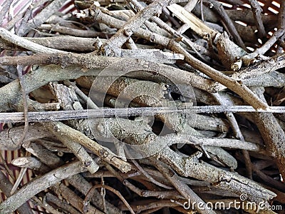 close up of small dried branches Stock Photo