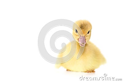 Close up small duckling isolated on white Stock Photo