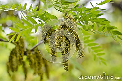 A close up of small fuzz seeds on the tree branches Stock Photo