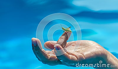 Closeup of small green grasshopper or grig seats on middle aged woman's finger in the pool on blue water blurred background Stock Photo