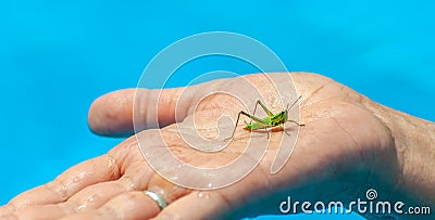 Closeup of small green grasshopper or grig seats on middle aged woman's hand in the pool on blue water blurred background Stock Photo