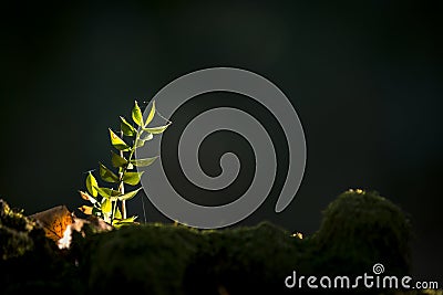 Tiny plants on moss in sunshine Stock Photo