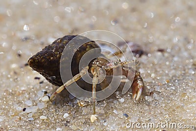 close up of small hermit crab on sand Stock Photo