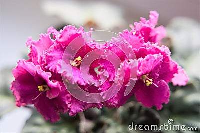 Bright cyclamen violet flowers on a blurred background. Stock Photo