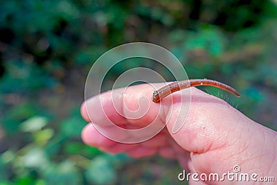 Close up of a small leech feeding in the finger of a person, located in the forest in Chitwan National Park Stock Photo